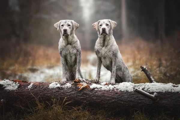 两只白色可爱的美丽泥泞的拉布拉多猎犬犬狗站在树上的森林 — 图库照片