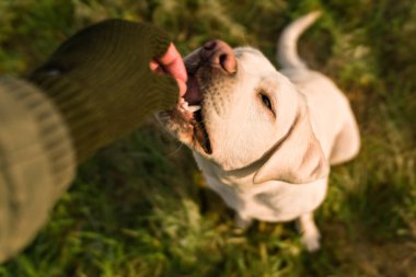 Genç labrador retriever köpek köpek yavrusu bir evde beslenen hayvan iri gözlü kişi açık havada tarafından verilen ona lezzetli yemek yeme