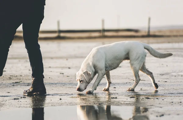 Young Muscular Labrador Retriever Dog Puppy Pet Going Wlk Person — Stock Photo, Image