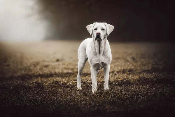 年轻强壮的白拉布拉多猎犬狗在一个领域与完美的身影在日落期间 — 图库照片