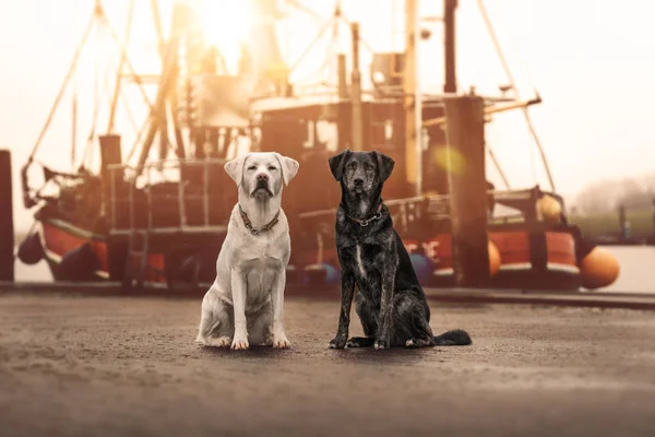 两个可爱的年轻好奇的狗宠物坐在帆船前 看起来很漂亮 澳大利亚牧羊犬和拉布拉多猎犬 — 图库照片