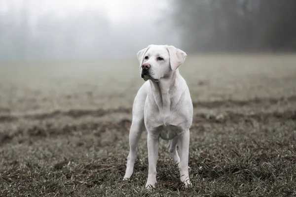 Jonge Sterke Witte Labrador Retriever Hond Een Veld Met Het — Stockfoto