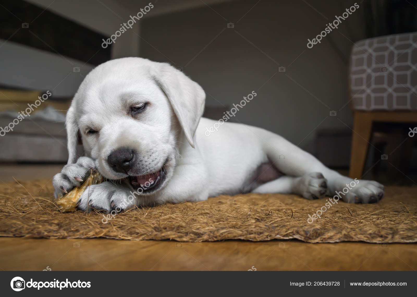 Very Small Cute White Purebred Labrador Retriever Dog Puppy Eats
