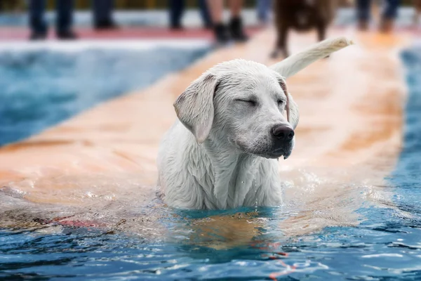 美しいラブラドル レトリーバー犬犬子犬水泳とプールで遊んで — ストック写真