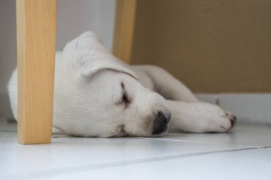 Tablo uyku altında Genç Sevimli beyaz safkan labrador retriever köpek yavrusu yalan yorgun