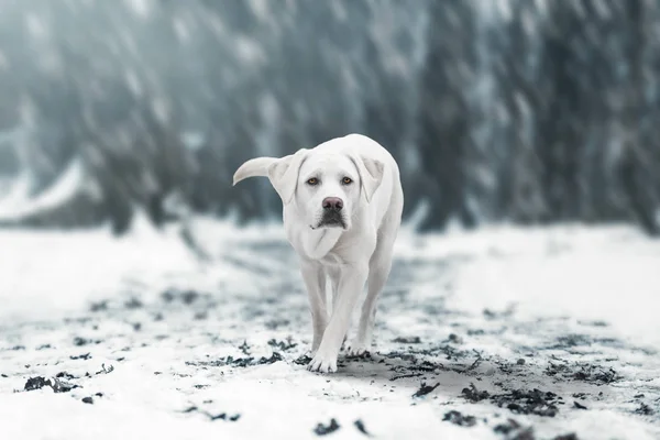Unga Vita Labrador Retriever Hundvalp Vinterpromenad Ser Underbara Med Kopia — Stockfoto