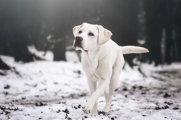 Młody Biały Labrador Retriever Szczeniak Pies Podczas Zimowy Spacer Szuka — Zdjęcie stockowe