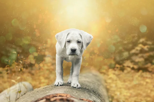 Jovem Cão Bonito Pequeno Floresta Pôr Sol Labrador Retriever — Fotografia de Stock