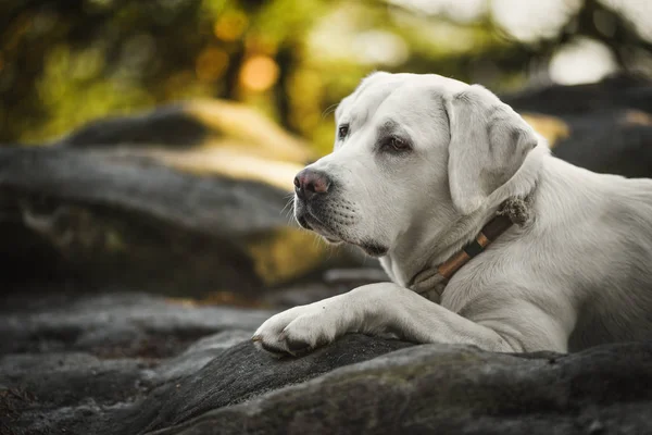 Beautiful Portrait White Cute Labrador Retriever Dog Puppy Lying Forest — Stock Photo, Image