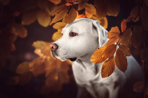 Retrato Hermoso Cachorro Perro Labrador Retriever Pura Raza Blanca Bosque —  Fotos de Stock