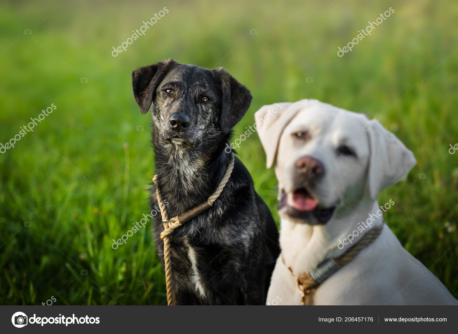 若いかわいいホワイト コピー スペースを持つ愛らしいラブラドール レトリーバー犬子犬アウトドア ストック写真 C Manushot 若いかわいいホワイト コピー スペースを持つ愛らしいラブラドール レトリーバー犬子犬アウトドア ストック写真 C Manushot