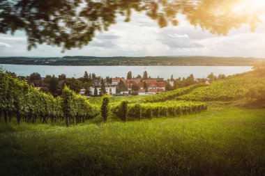 Konstanz Gölü önünde üzüm ile güzel üzüm bağları
