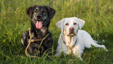 Beyaz Genç Sevimli Sevimli labrador retriever köpek köpek yavrusu açık havada kopya alanı ile