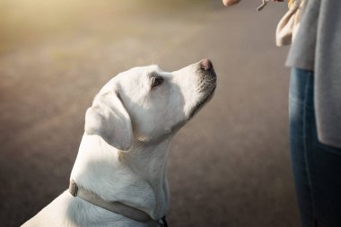 Beyaz Genç Sevimli Sevimli labrador retriever köpek köpek yavrusu açık havada kopya alanı ile