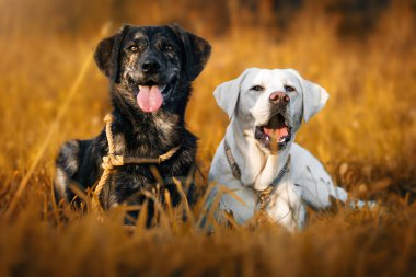 Beyaz Genç Sevimli Sevimli labrador retriever köpek köpek yavrusu açık havada kopya alanı ile