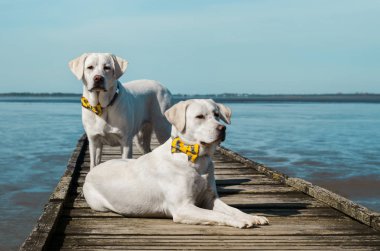 Beyaz Genç Sevimli Sevimli labrador retriever köpek köpek yavrusu açık havada kopya alanı ile