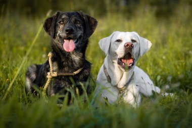 Beyaz Genç Sevimli Sevimli labrador retriever köpek köpek yavrusu açık havada kopya alanı ile