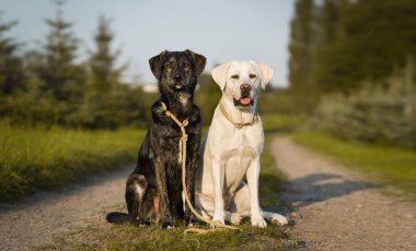 Beyaz Genç Sevimli Sevimli labrador retriever köpek köpek yavrusu açık havada kopya alanı ile