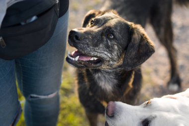 Beyaz Genç Sevimli Sevimli labrador retriever köpek köpek yavrusu açık havada kopya alanı ile