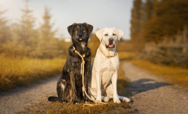Beyaz Genç Sevimli Sevimli labrador retriever köpek köpek yavrusu açık havada kopya alanı ile