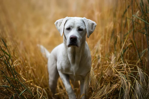 Young Cute White Adorable Labrador Retriever Dog Puppy Outdoors Copy — Stock Photo, Image
