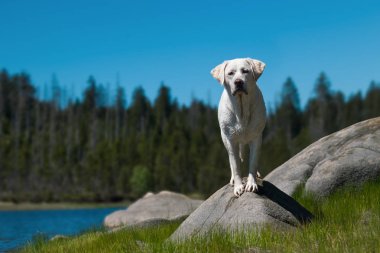 Beyaz Genç Sevimli Sevimli labrador retriever köpek köpek yavrusu açık havada kopya alanı ile