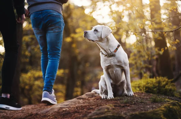 Young Cute White Adorable Labrador Retriever Dog Puppy Outdoors Copy — Stock Photo, Image