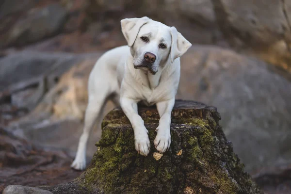 Jonge Schattige Witte Schattig Labrador Retriever Hond Pup Buiten Met — Stockfoto