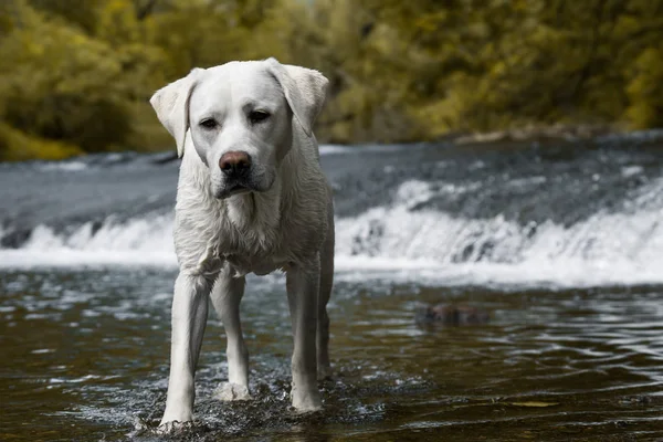 Jovem Bonito Branco Adorável Labrador Retriever Cachorro Cão Livre Com — Fotografia de Stock