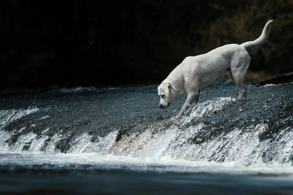 Beyaz Genç Sevimli Sevimli labrador retriever köpek köpek yavrusu açık havada kopya alanı ile