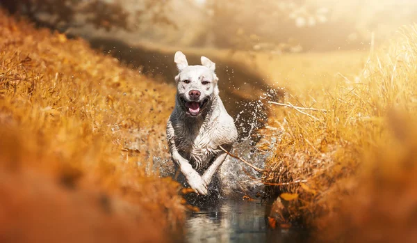 Young Cute White Adorable Labrador Retriever Dog Puppy Outdoors Copy — Stock Photo, Image