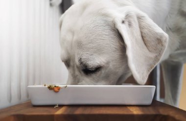 Açık havada kopya alanı ile genç Sevimli labrador retriever köpek köpek yavrusu