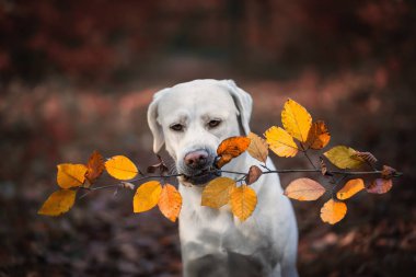 Açık havada kopya alanı ile genç Sevimli labrador retriever köpek köpek yavrusu