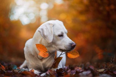 Açık havada kopya alanı ile genç Sevimli labrador retriever köpek köpek yavrusu