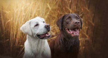 doğada dışında genç Şirin mutlu labrador retriever köpek yavrusu