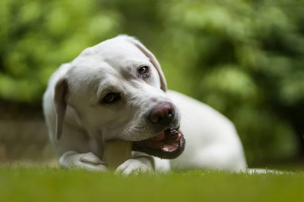 Portret Van Jonge Schattige Gelukkig Labrador Retriever Hond Pup Buiten — Stockfoto