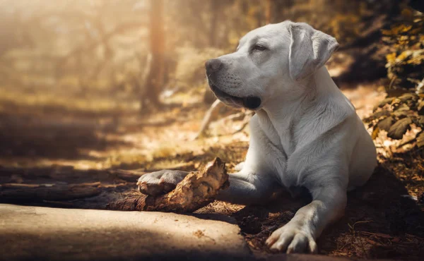 Portrait Young Cute Happy Labrador Retriever Dog Puppy Nature — Stock Photo, Image
