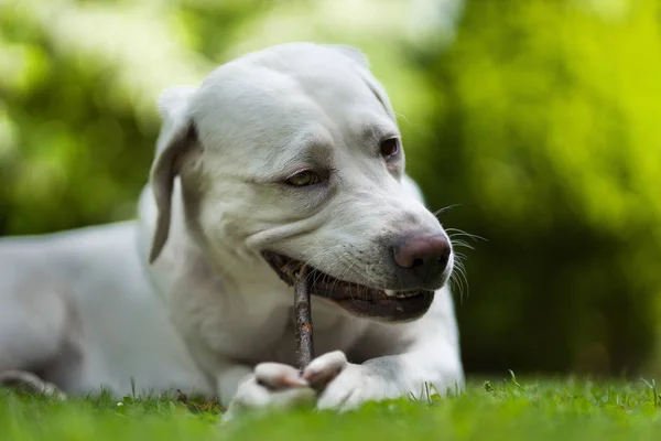 Portret Van Jonge Schattige Gelukkig Labrador Retriever Hond Pup Buiten — Stockfoto