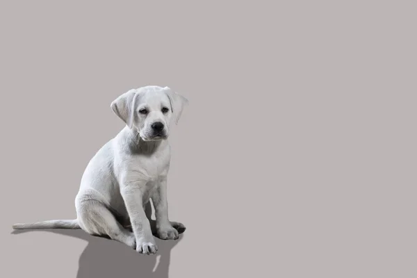 Retrato Jovem Bonito Feliz Labrador Retriever Cachorro Cão Fora Natureza — Fotografia de Stock