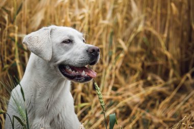 doğada dışında genç Şirin mutlu labrador retriever köpek yavrusu