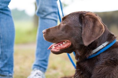 doğada dışında genç Şirin mutlu labrador retriever köpek yavrusu
