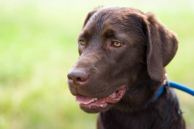 doğada dışında genç Şirin mutlu labrador retriever köpek yavrusu