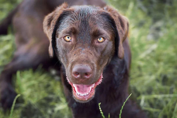 Doğada Dışında Genç Şirin Mutlu Labrador Retriever Köpek Yavrusu — Stok fotoğraf