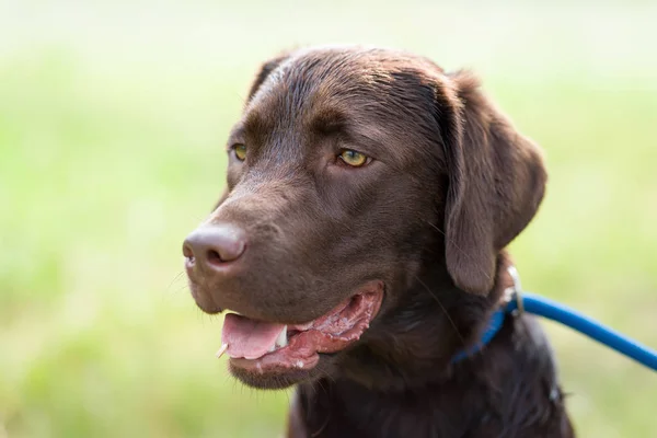 Doğada Dışında Genç Şirin Mutlu Labrador Retriever Köpek Yavrusu — Stok fotoğraf