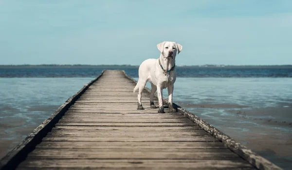 Joven Lindo Feliz Labrador Retriever Perro Cachorro Fuera Naturaleza — Foto de Stock