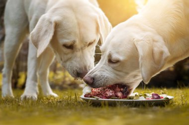 Genç şirin mutlu labrador retriever doğada dışında yavru köpekler