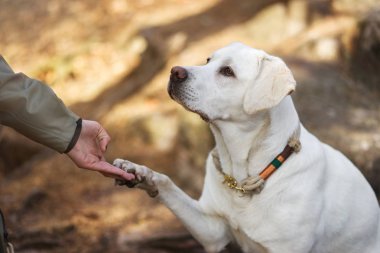 doğada dışında genç Şirin mutlu labrador retriever köpek yavrusu