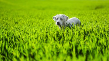 doğada dışında genç Şirin mutlu labrador retriever köpek yavrusu