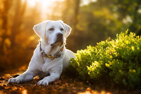 Young Cute Happy Labrador Retriever Dog Puppy Nature — Stock Photo, Image