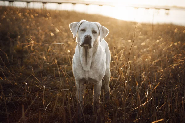 Joven Lindo Feliz Labrador Retriever Perro Cachorro Fuera Naturaleza —  Fotos de Stock